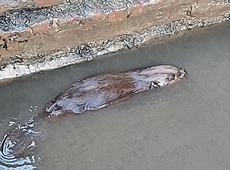 Bever aan de Zwalmmolen