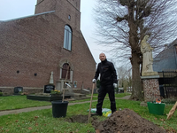 Bomenrij Kerkhof Zevergem opnieuw compleet door aanplanting nieuwe erfgoedboom