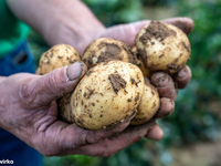 Nieuwe aardappelen Nieuwe aardappelen